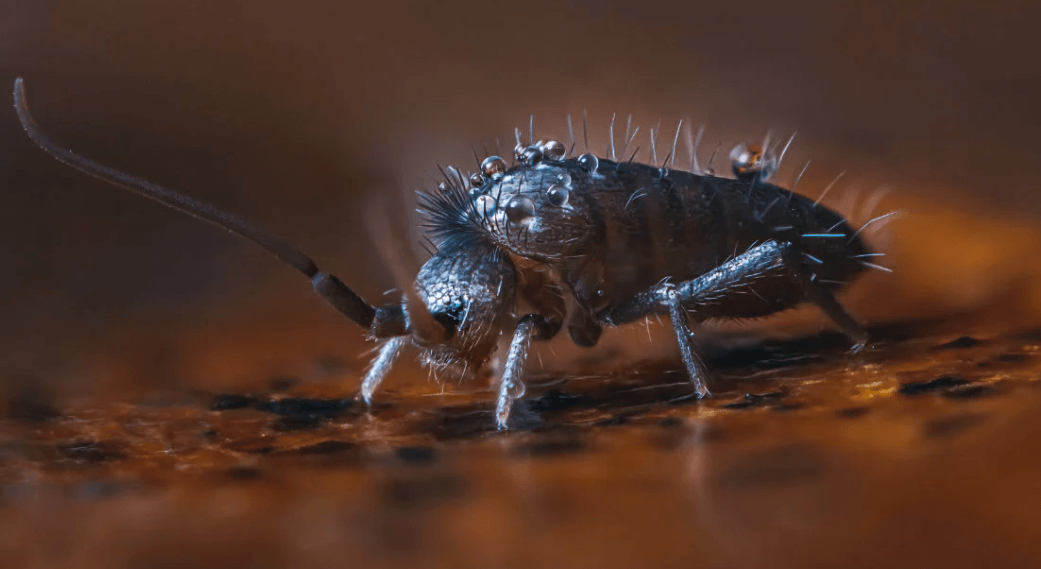 What Should You Know Before Buying Springtails? - messiturf100