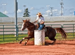 How Can I Teach My Horse Barrel Racing?