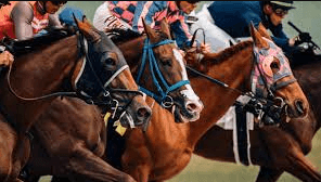 How Can One Bet On Thoroughbred Horse Racing?