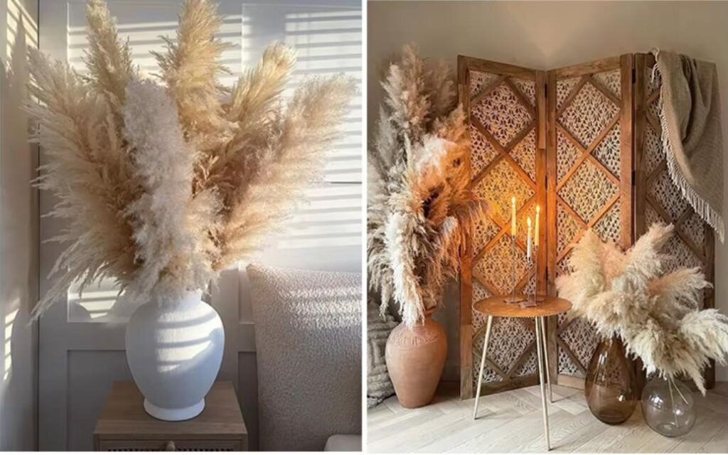 Bulk Pampas Grass: How to Buy in Large Quantities?