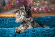 What Makes a Compelling Pet Portrait?