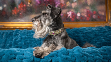 What Makes a Compelling Pet Portrait?
