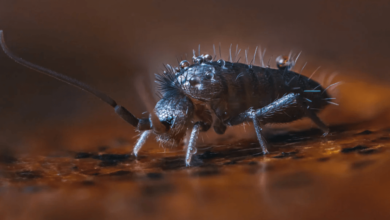 What Should You Know Before Buying Springtails?