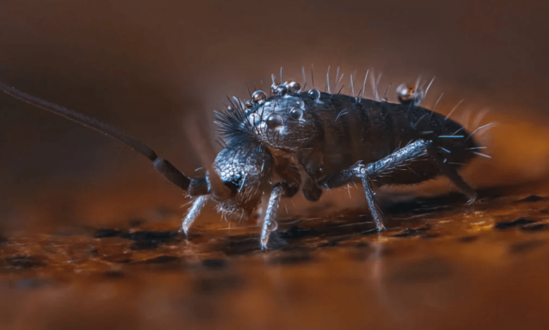 What Should You Know Before Buying Springtails?