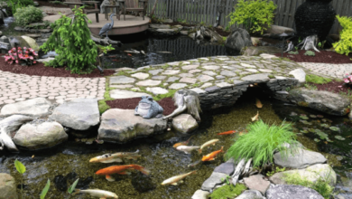 Cleaner Pond