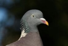 accurate guide for contact background