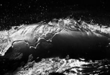 fusion momentum digital crest 3669860592