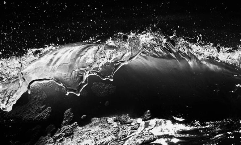 fusion momentum digital crest 3669860592